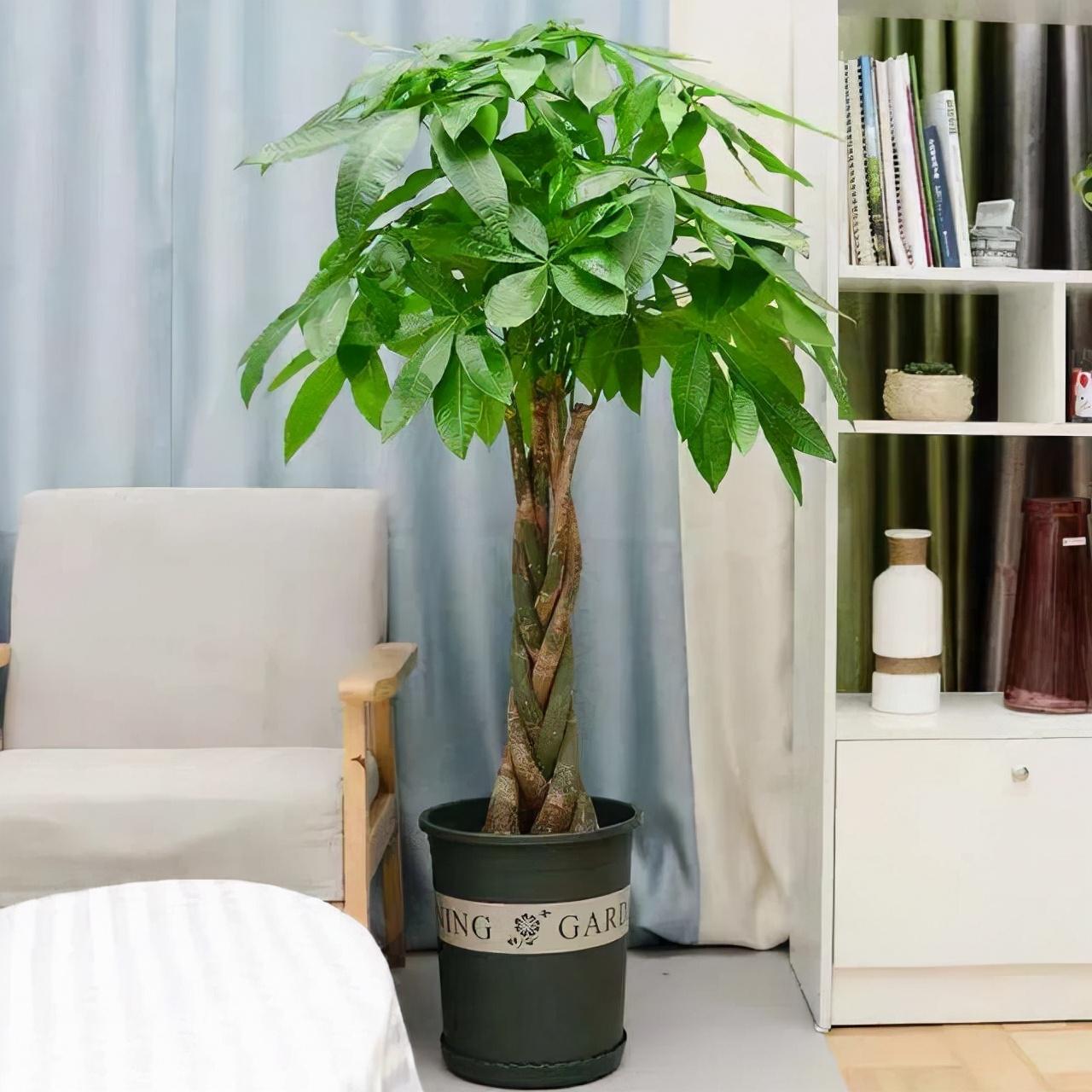 室内好养的大型绿植有哪些_室内养大型绿植好有什么好处_室内大型绿植什么样的好养活