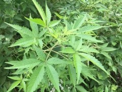屋旁常见的植物，嫩叶是茶，根可煲汤，种子做枕头，烧成灰也是宝