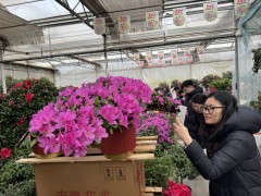 北京绿植花卉集散分拨中心迎年宵花采购高峰，今年销量或增长一半
