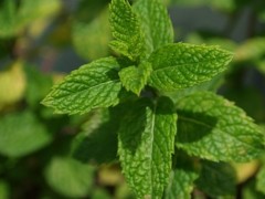 薄荷的种植方法介绍！如何区分真假？