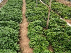 红薯种子的获取方法（从生长到收获——红薯种子的培育和保存）
