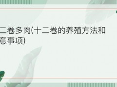 “十二卷多肉