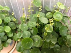“铜钱草开花好不好