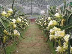 “火龙果种植技术11个经典问答！种植新手必看”