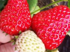 “手把手教你在家种草莓，8天发芽，3个月花多数不清，草莓摘不停”