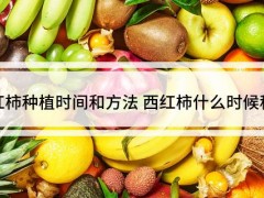 “西红柿种植时间和方法
